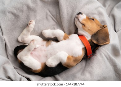 Cute beagle puppy is lying on a gray cloth with the morning sun.