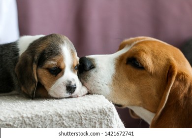 Cute beagle puppy with beagle mom dog together