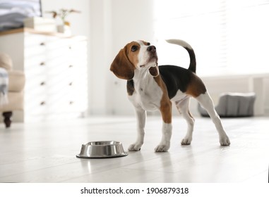 Cute Beagle Puppy Near Feeding Bowl At Home. Adorable Pet