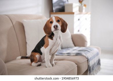 Cute Beagle puppy on sofa indoors. Adorable pet - Shutterstock ID 1904856973