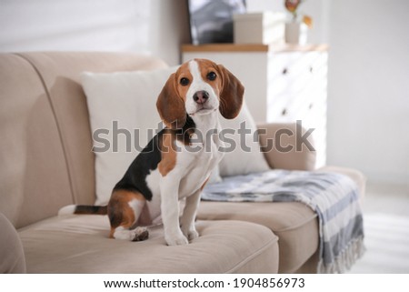 Cute Beagle puppy on sofa indoors. Adorable pet