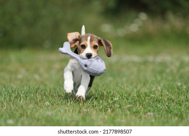 Cute beagle puppy playing in nature