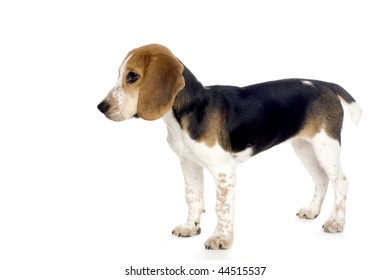 Cute Beagle Puppy In Profile.