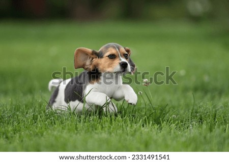 Cute beagle puppy running on grass