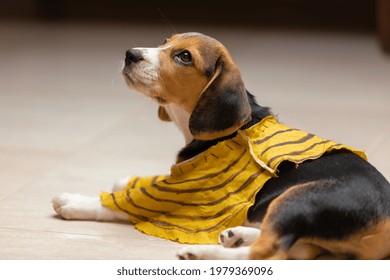 Cute Beagle Puppy Sitting In Bumble Bee Costume