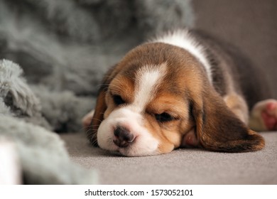 Cute Beagle Puppy Sleeping On Sofa At Home