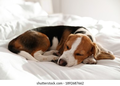 Cute Beagle Puppy Sleeping On Bed. Adorable Pet