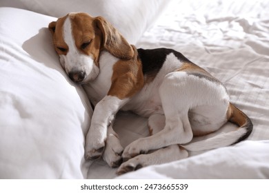 Cute Beagle puppy sleeping on bed. Adorable pet - Powered by Shutterstock