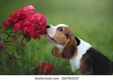 Cute beagle puppy sniffing hydrangea flower