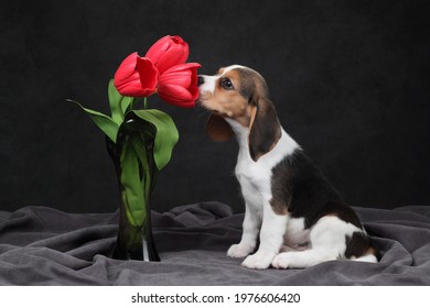 Cute Beagle Puppy Sniffing Tulips