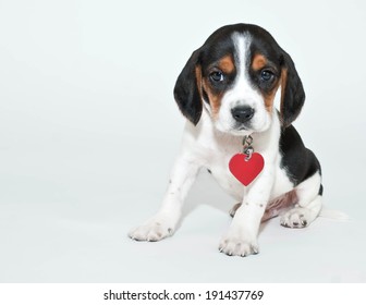 Cute Beagle Puppy Wearing A Collar And A Heart Shaped Tag Sitting On A White Background With Copy Space.