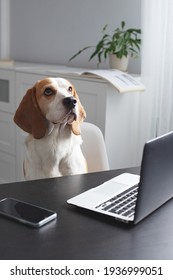 Cute beagle sitting on a chair and working from his laptop. Funny pet dog at home office. Business concept. Work from home concept