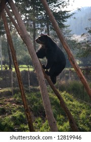 Cute bear climbing up the tree. Farm Porcon. Cajamarca. Peru