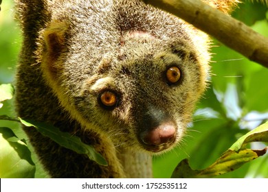 Cute Bear Cuscus Ailurops Ursinus Close Up Face In Wallacea Endemic To Sulawesi