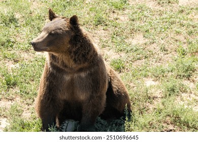 Cute bear sitting down in a field