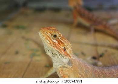  a cute bearded Dragon's on wooden table