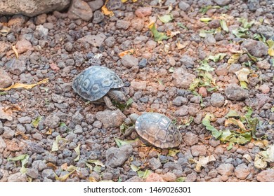 Cute Beautiful Baby Tortoise Crawling On Grass. Close Up Of Turtle Head And Shell. Hiding Head. Natural Wildlife Shot In Isabela, San Cristobal, Galapagos Islands. Wild Animals In Nature. Brown Green.