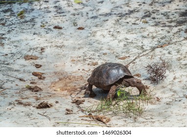 Cute Beautiful Baby Tortoise Crawling On Grass. Close Up Of Turtle Head And Shell. Hiding Head. Natural Wildlife Shot In Isabela, San Cristobal, Galapagos Islands. Wild Animals In Nature. Brown Green.