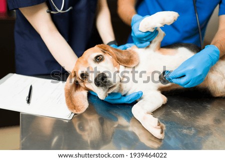 Image, Stock Photo Dog lying on the ground with sticks