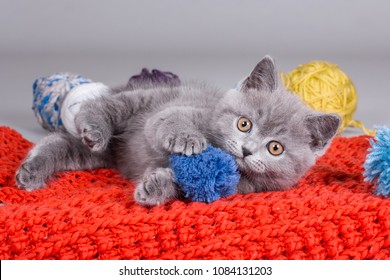 British Shorthair Images Stock Photos Vectors Shutterstock