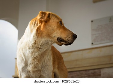 cute beautiful dog - Shutterstock ID 1029651628