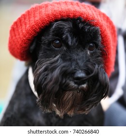Cute beautiful dog in red hat close up animal portrait