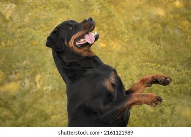 Cute Beautiful Dog Rottweiler Portrait 