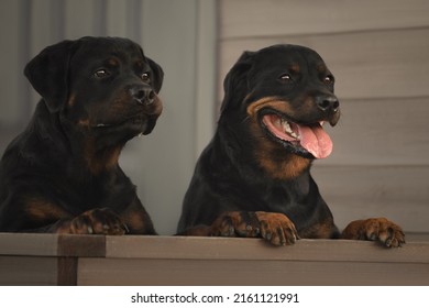 Cute Beautiful Dog Rottweiler Portrait 