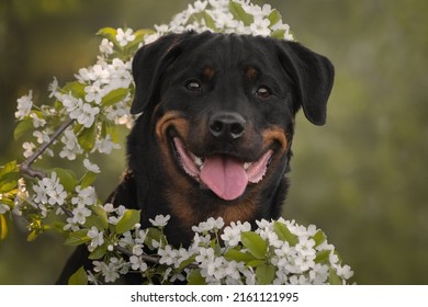 Cute Beautiful Dog Rottweiler Portrait 