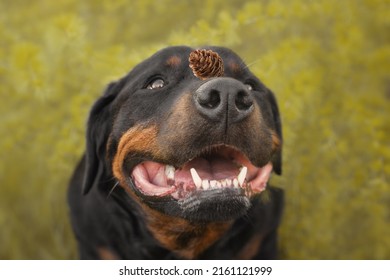 Cute Beautiful Dog Rottweiler Portrait 