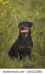 Cute Beautiful Dog Rottweiler Portrait 