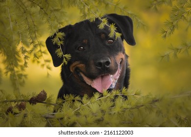 Cute Beautiful Dog Rottweiler Portrait 