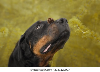 Cute Beautiful Dog Rottweiler Portrait 