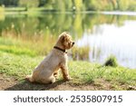 cute beautiful dog Small Yorkshire terrier walking in the park with flowers on green nature background with sunlight flare Bokeh Background