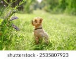 cute beautiful dog Small Yorkshire terrier walking in garden with flowers on green nature background with sunlight green Bokeh Background