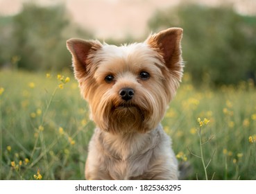 cute beautiful dog yorkshire terrier on the walk in the park with flowers