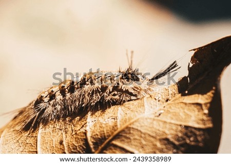 Cute beautiful fluffy light brown large caterpillar on leaf. Interaction with wild nature beauty fauna Entomology image