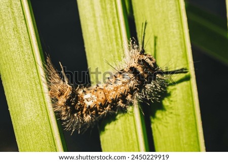 Cute beautiful fluffy light brown large caterpillar on leaf. Interaction with wild nature beauty fauna Entomology image