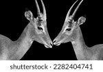 Cute Beautiful Impala Have Emotion With Each Other 