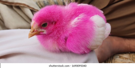 Pink Chick High Res Stock Images Shutterstock