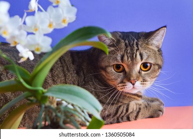 cute and beautiful scottish straight female cat with orange eyes on blue and orange background with phalaenopsis orchid plant