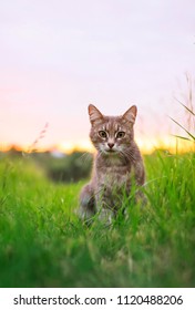  cute beautiful striped kitten fun and rushing through the green summer meadow 