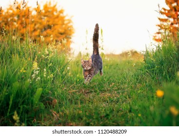  cute beautiful striped kitten fun and rushing through the green summer meadow playing
