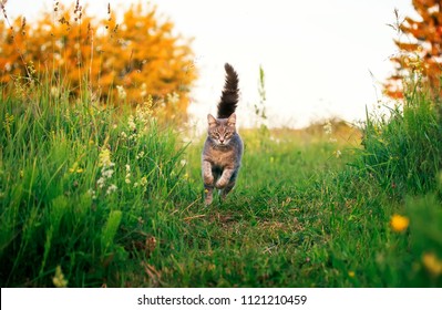  cute beautiful striped kitten fun and rushing through the green summer meadow playing
