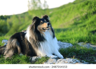 Cute, beautifull and majestic rough collie dog posing on the rocky meadow - Powered by Shutterstock