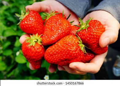 A Cute Bee In Strawberry Picking