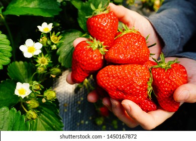 A Cute Bee In Strawberry Picking