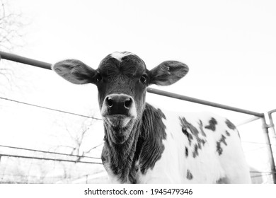 Cute Beef Calf Face Looking At Camera In Black And White For Baby Cow Portrait On Farm.