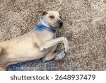 Cute beige dog rolling around and laughing in blue colored dye dust with opened mouth 