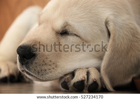 Cute Beige Little Baby Labrador Sleep Stock Photo Edit Now